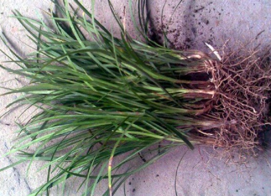 1632286981337855.jpg image.jpg