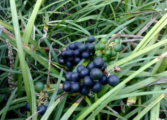 1632287000294841.jpg image.jpg