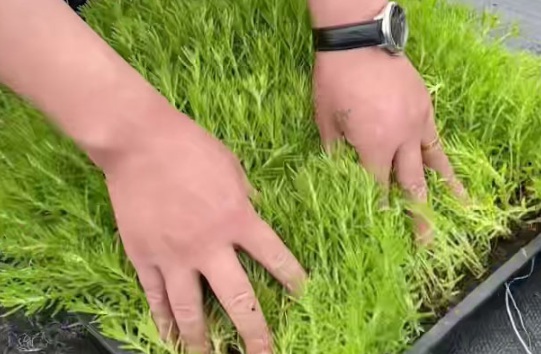 1632287401260186.jpg image.jpg