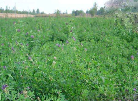 1632288106296951.jpg image.jpg