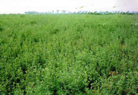 1632288115319851.jpg image.jpg