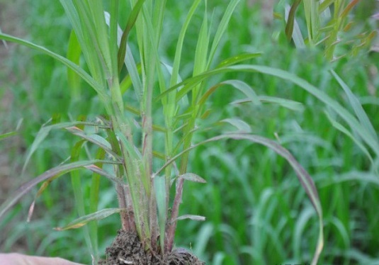 1632288271710964.jpg image.jpg