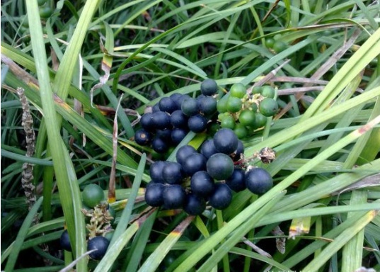 1632289513784918.jpg image.jpg