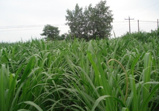 1632290285664629.jpg image.jpg