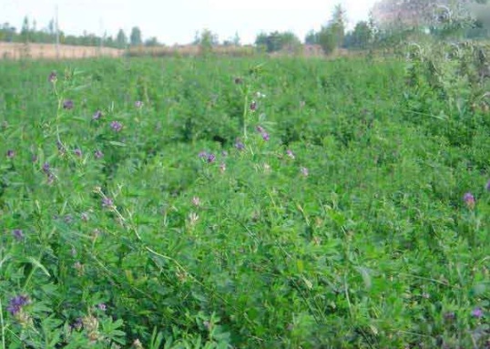 1632290342536706.jpg 1632290342536706.jpg