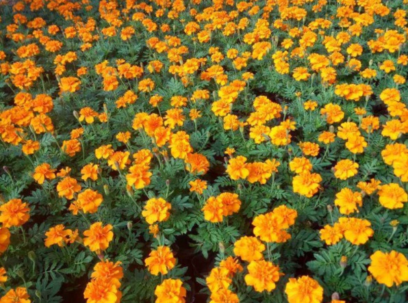 1632290454124058.jpg image.jpg