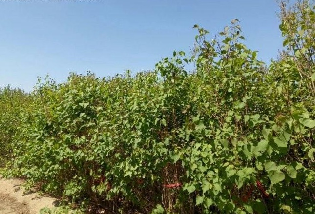 1632304835379466.jpg 1632304835379466.jpg