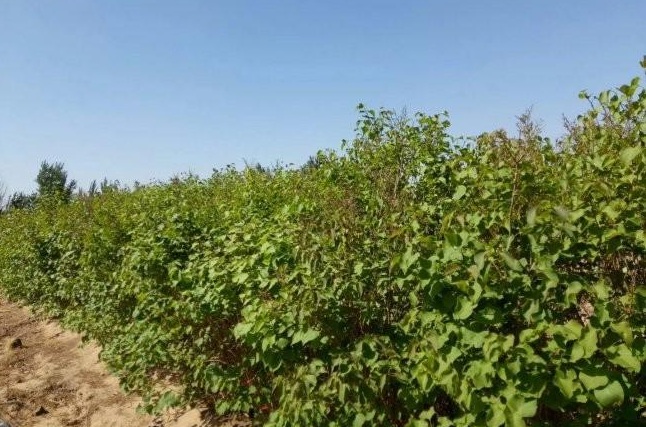 1632304865418627.jpg 1632304865418627.jpg