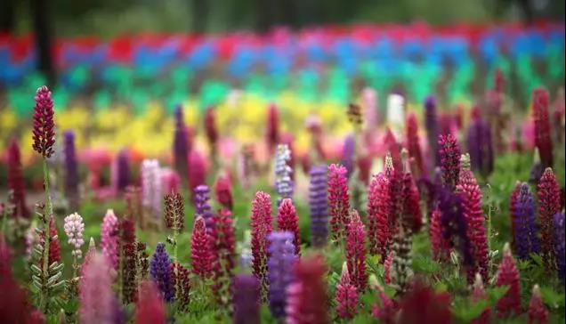 魯冰花的種植方法，魯冰花的實(shí)用價(jià)值