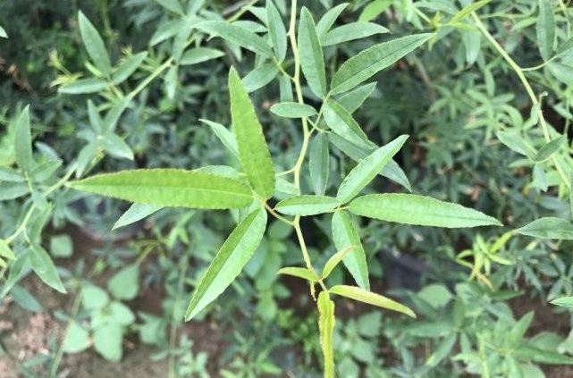 1632312153259104.jpg 1632312153259104.jpg