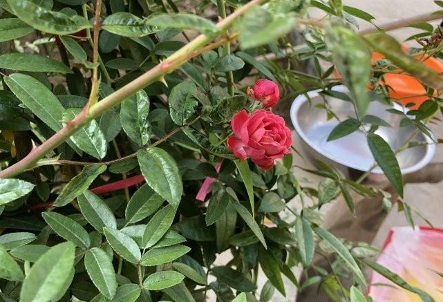 1632312168203001.jpg 1632312168203001.jpg