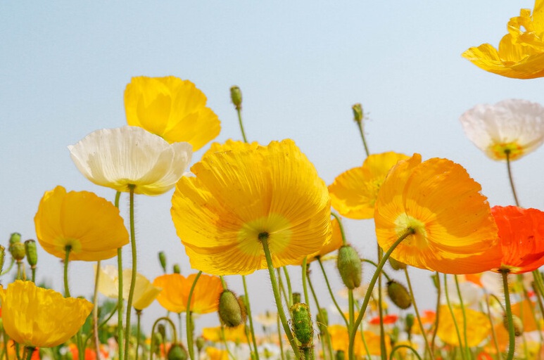 1632324373171547.jpg 虞美人3.jpg