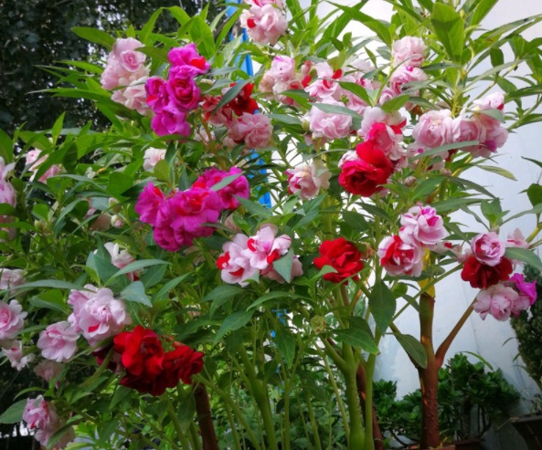 1632364968451512.jpg image.jpg