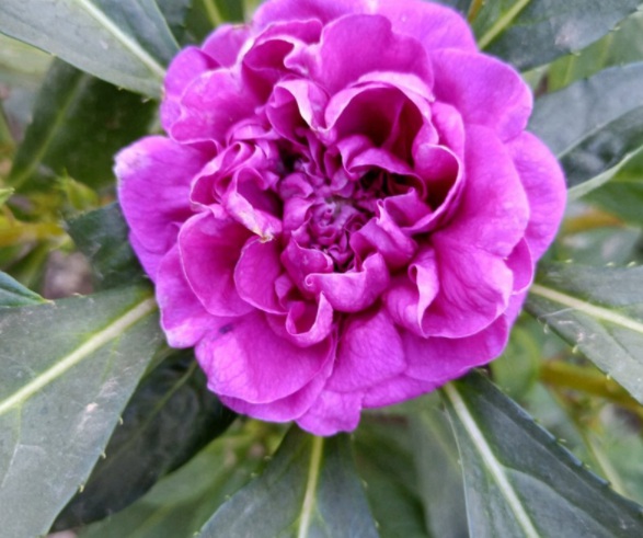 1632364989245306.jpg image.jpg