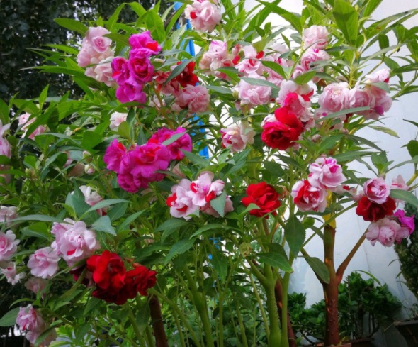 1632366092529409.jpg image.jpg