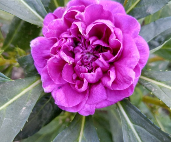 1632366114460512.jpg image.jpg