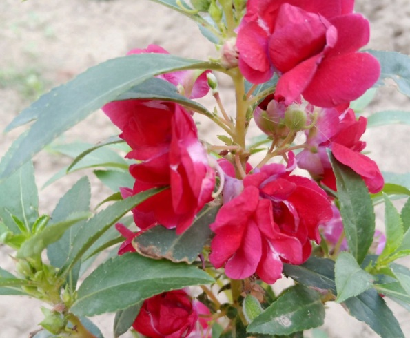 1632366135209889.jpg image.jpg