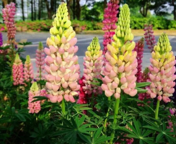 1632366537133214.jpg image.jpg