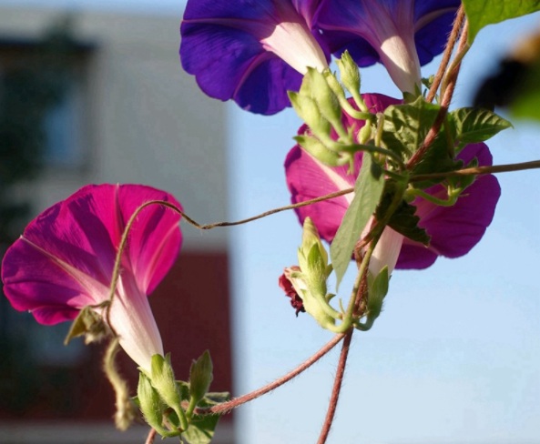 1632366630375497.jpg image.jpg