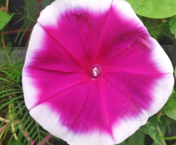 1632366647427531.jpg image.jpg