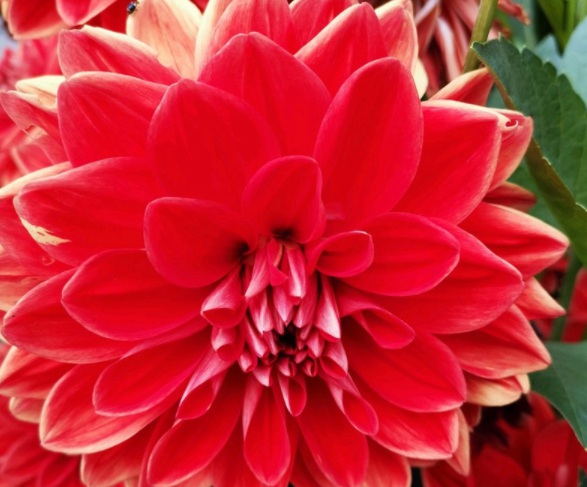 1632367257725943.jpg image.jpg