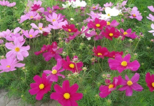 1632378211533856.jpg image.jpg