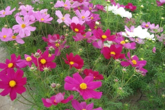 1632378220350665.jpg image.jpg