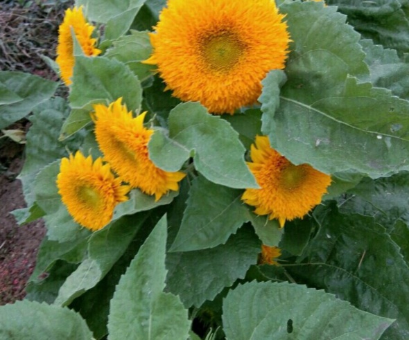 1632378433216603.jpg image.jpg