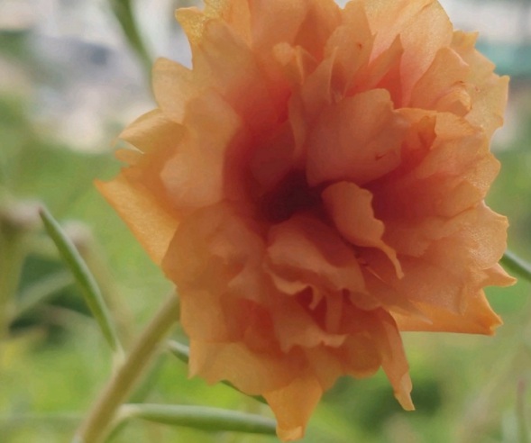 1632378559235629.jpg image.jpg