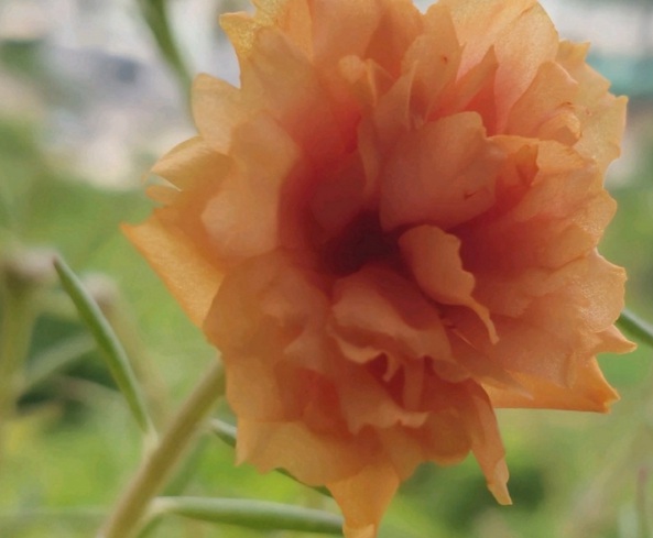 1632378647174440.jpg image.jpg