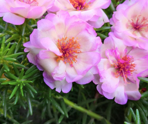 1632378738267500.jpg image.jpg