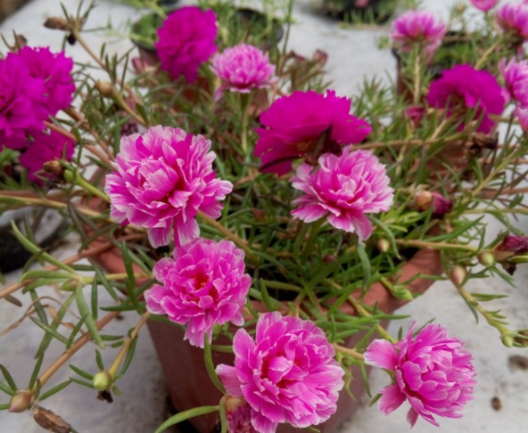 1632378831633374.jpg image.jpg