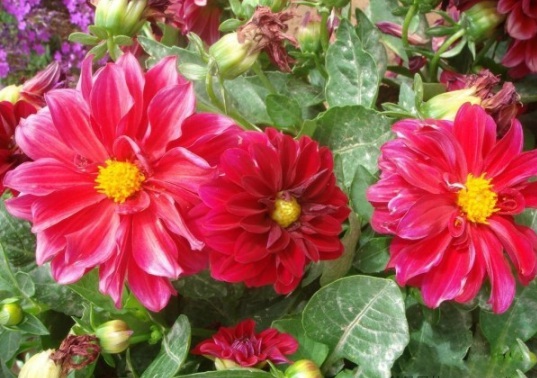 1632379025154906.jpg image.jpg