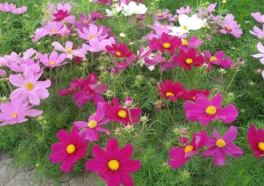 1632379094629681.jpg image.jpg