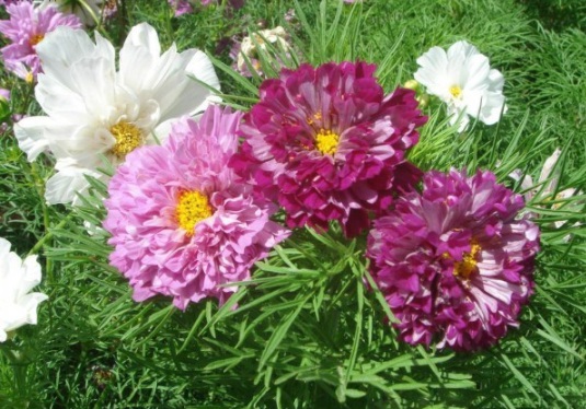 1632379225536618.jpg 1632379225536618.jpg