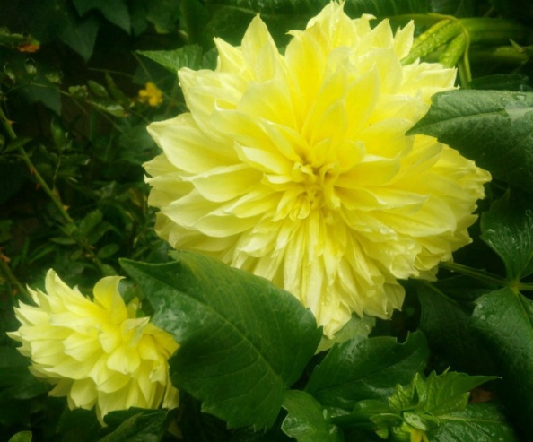 1632379611127952.jpg image.jpg