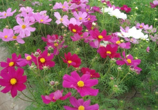 1632380830997345.jpg image.jpg