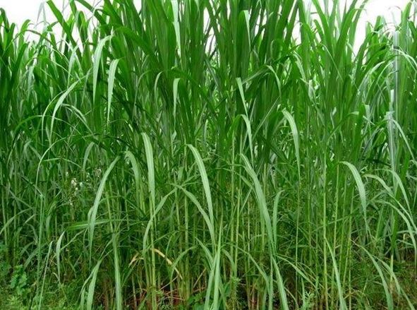 1632443856901549.jpg image.jpg