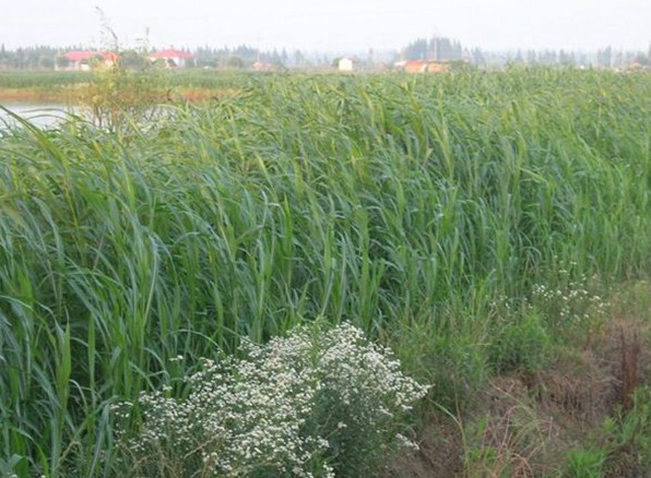 1632446322117326.jpg image.jpg