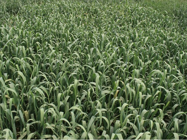 1632449832450263.jpg image.jpg