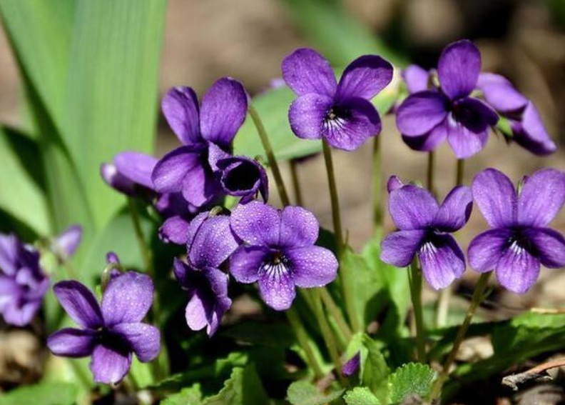 1632469472481304.jpg 紫花丁2.jpg