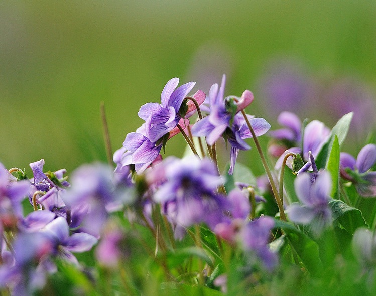 1632469487215504.jpg 紫花丁3.jpg