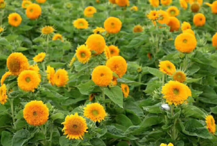 1632470349851391.jpg 1632470349851391.jpg