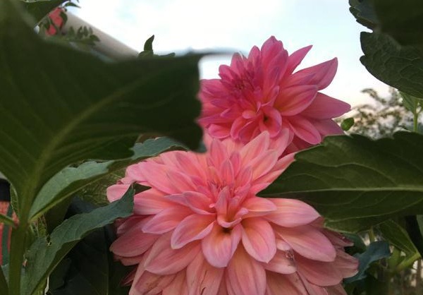 1632580963863500.jpg image.jpg