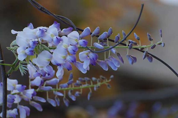 紫藤花