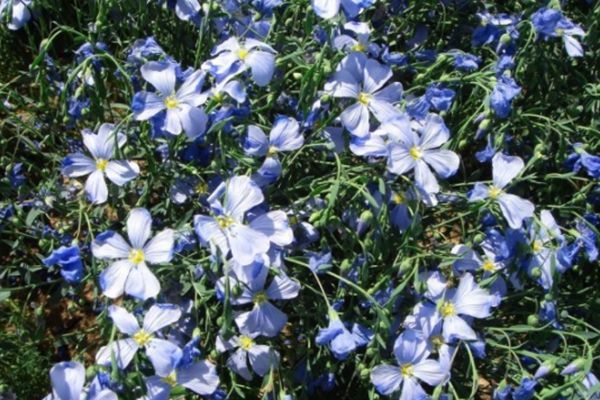 六倍利花 六倍利花