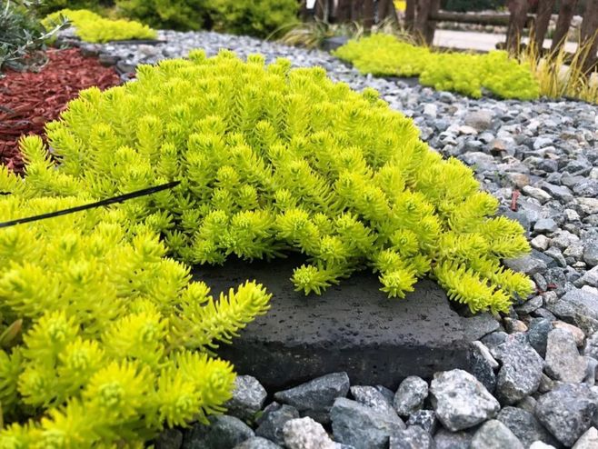 1632651487993451.jpg 1632651487993451.jpg