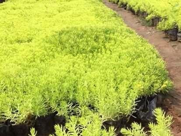 金葉佛甲草能越冬嗎