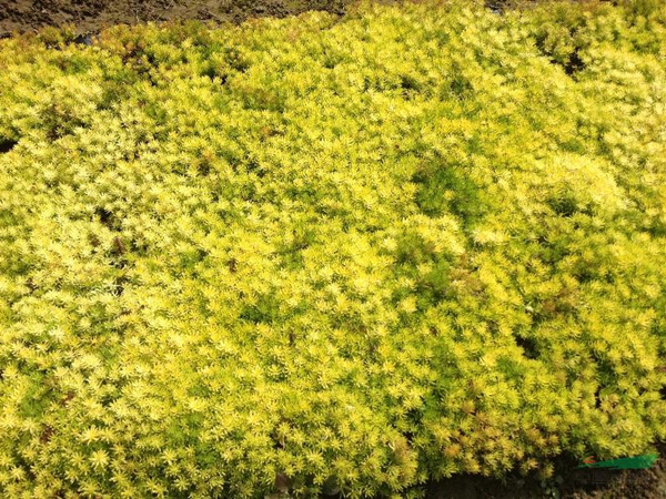 金葉佛甲草能越冬嗎