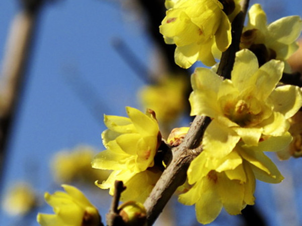 冬天開花的草本植物 冬天開花的草本植物